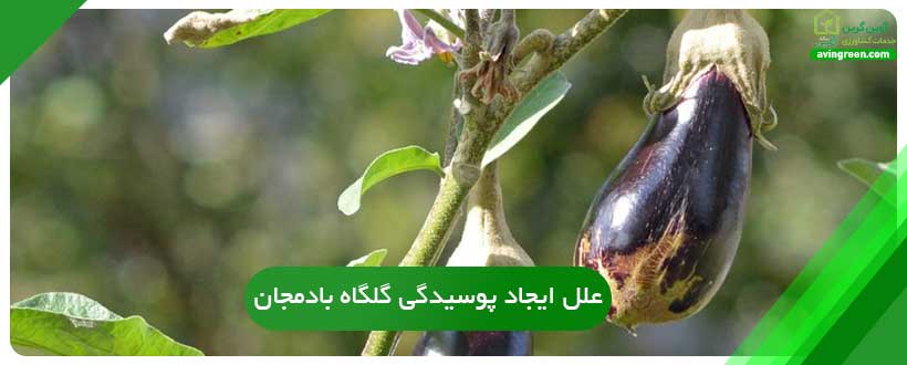 علل ایجاد پوسیدگی گلگاه بادمجان