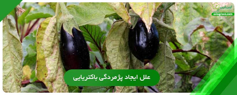 علل ایجاد پژمردگی باکتریایی بادمجان