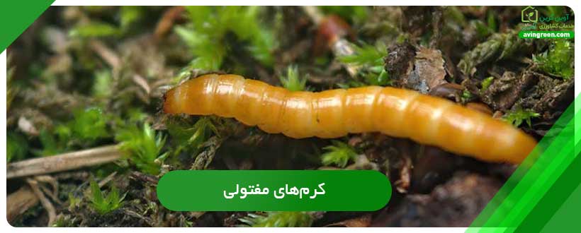 کرم‌های مفتولی دلیل زرد شدن برگ کرفس