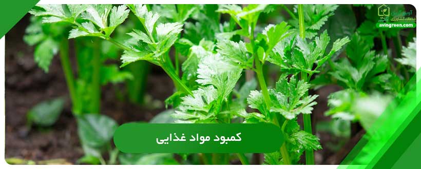 کمبود مواد غذایی دلیل توخالی شدن کرفس