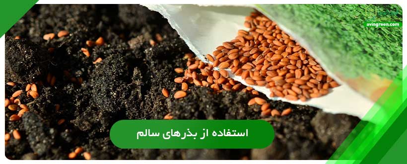 استفاده از بذرهای سالم بهترین روش پیشگیری بیماری ساق سیاه بادمجان