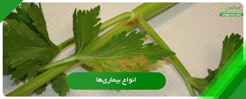 انواع بیماری‌های عامل توخالی شدن کرفس