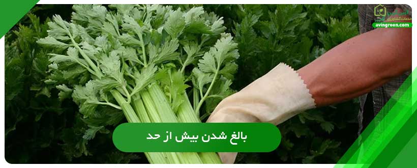بالغ شدن بیش از حد علت تلخ شدن کرفس