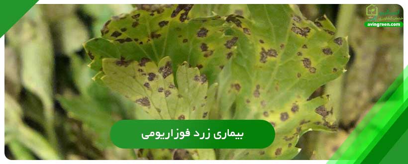 بیماری زرد فوزاریومی دلیل زرد شدن برگ کرفس