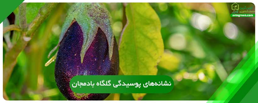 نشانه‌های پوسیدگی گلگاه بادمجان