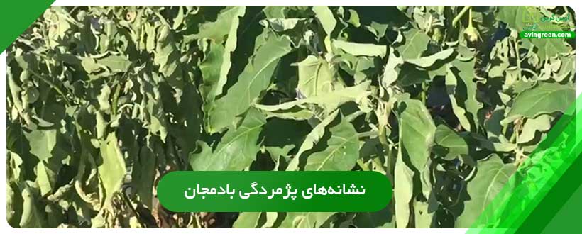 نشانه‌های پژمردگی باکتریایی بادمجان