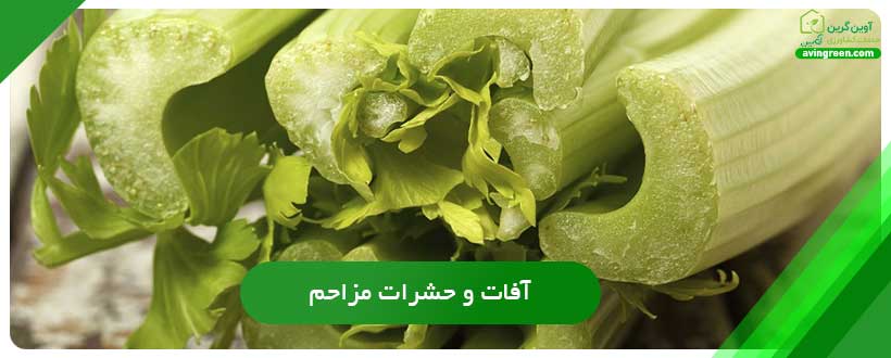 آفات و حشرات مزاحم عامل توخالی شدن کرفس