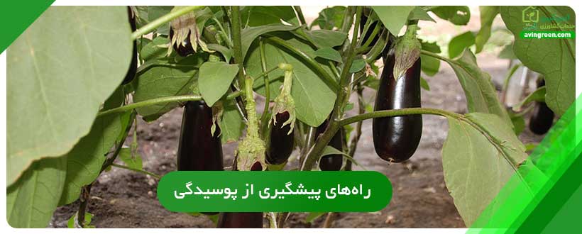 راه‌های پیشگیری از پوسیدگی گلگاه بادمجان
