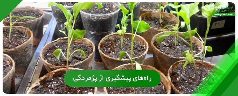 راه‌های پیشگیری از پژمردگی باکتریایی بادمجان