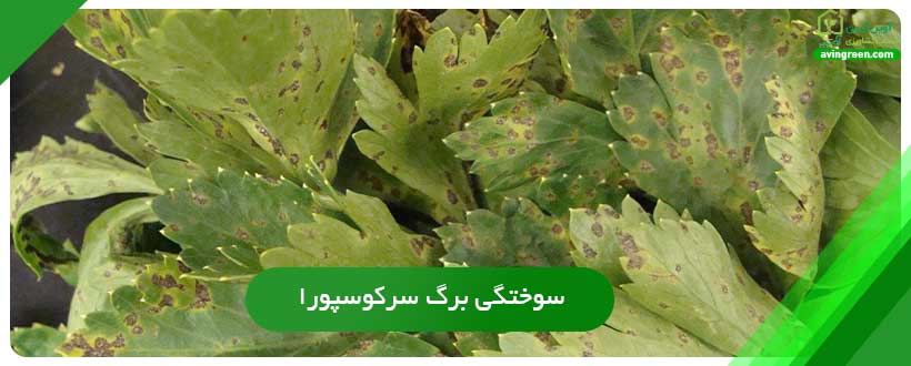 سوختگی برگ سرکوسپورا دلیل زرد شدن برگ کرفس