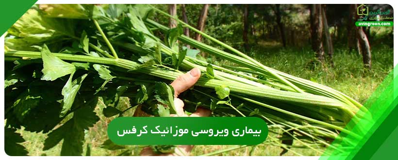 بیماری ویروسی موزائیک کرفس دلیل زرد شدن برگ کرفس