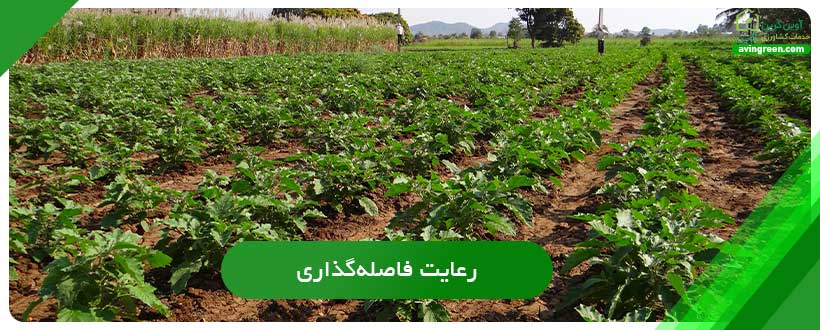 رعایت فاصله‌گذاری بهترین روش پیشگیری بیماری ساق سیاه بادمجان