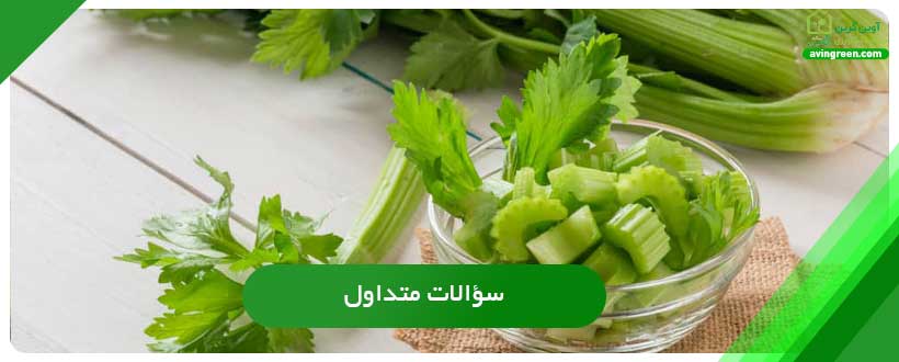  تلخ شدن کرفس