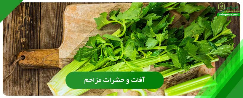 بیماری‌هایی که باعث توخالی شدن کرفس می شوند