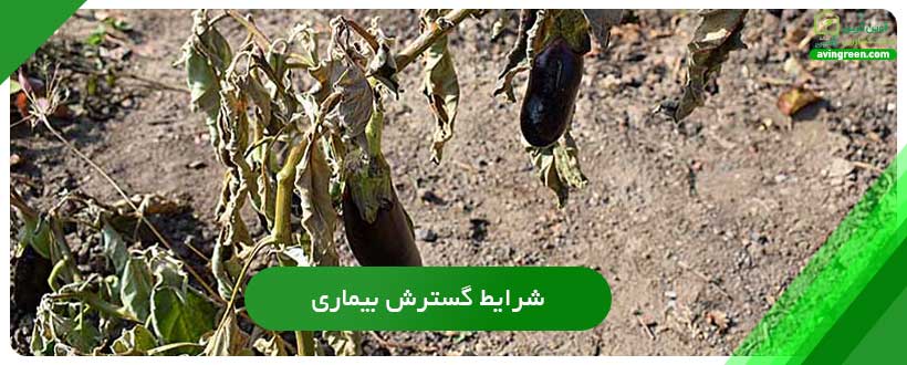 شرایط گسترش بیماری پژمردگی باکتریایی بادمجان