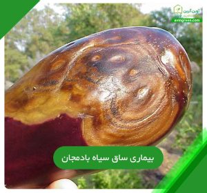 5دلیل بیماری ساق سیاه بادمجان-9روش پیشگیری+ {کود و سم مخصوص}