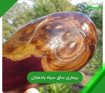 5دلیل بیماری ساق سیاه بادمجان-9روش پیشگیری+ {کود و سم مخصوص}