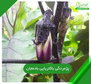 4علت بیماری پژمردگی باکتریایی بادمجان- 8روش پیشگیری+{کود-سم}