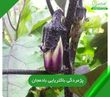 4علت بیماری پژمردگی باکتریایی بادمجان- 8روش پیشگیری+{کود-سم}