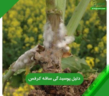 5دلیل پوسیدگی ساقه کرفس– 2روش سریع درمان+ کود و سم مورد نیاز