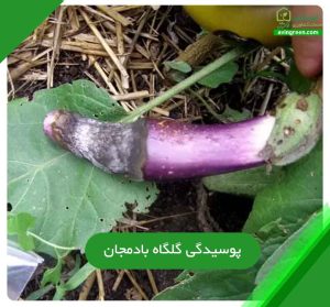 5دلیل پوسیدگی گلگاه بادمجان- 8روش پیشگیری+کود و سم مورد نیاز