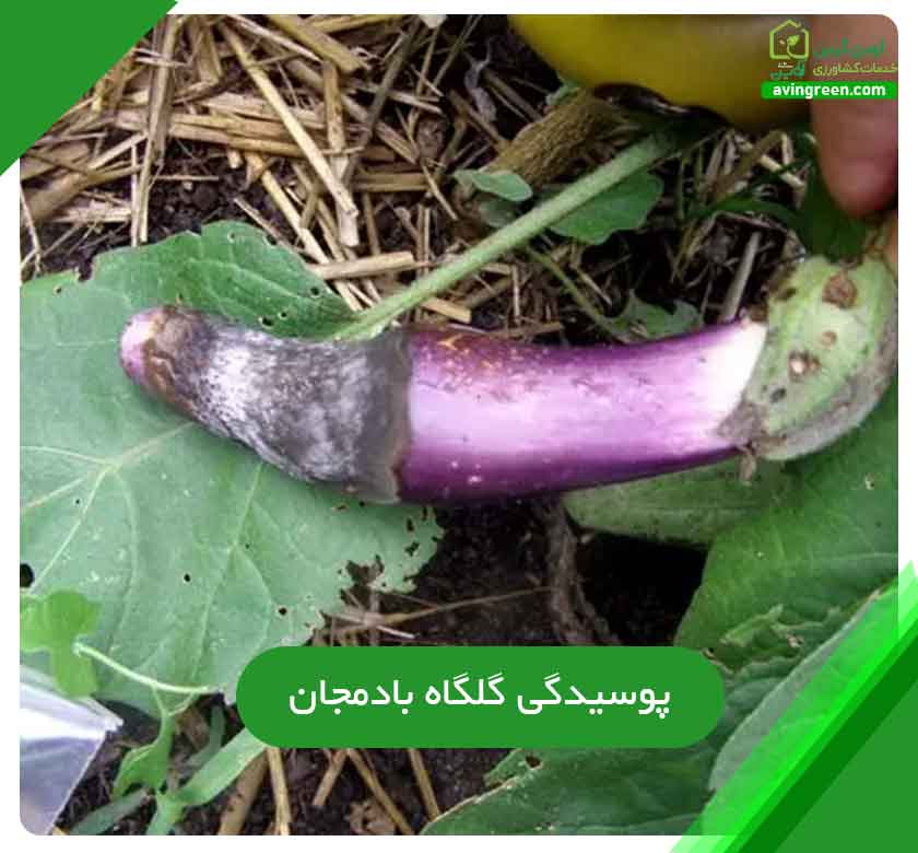 5دلیل پوسیدگی گلگاه بادمجان- 8روش پیشگیری+کود و سم مورد نیاز