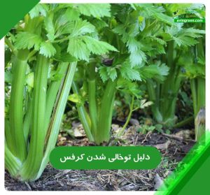 4 دلیل توخالی شدن کرفس و 4 روش سریع درمان+کود و سم مورد نیاز