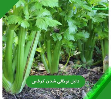 4 دلیل توخالی شدن کرفس و 4 روش سریع درمان+کود و سم مورد نیاز