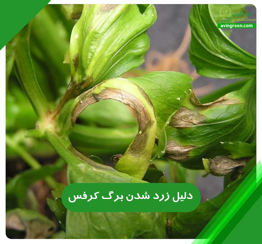 4دلیل زرد شدن برگ کرفس– 3روش سریع درمان+ کود و سم مورد نیاز