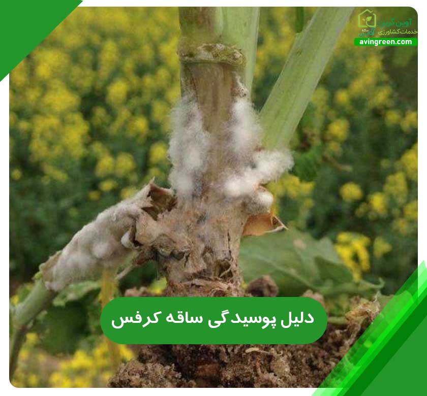 5دلیل پوسیدگی ساقه کرفس– 2روش سریع درمان+ کود و سم مورد نیاز