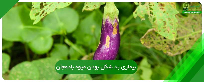 بیماری بد شکل بودن میوه بادمجان چیست؟
