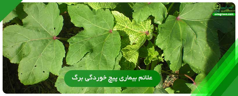 علائم بیماری پیچ خوردگی برگ در بامیه
