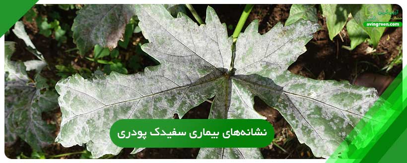 نشانه‌های بیماری سفیدک پودری بامیه