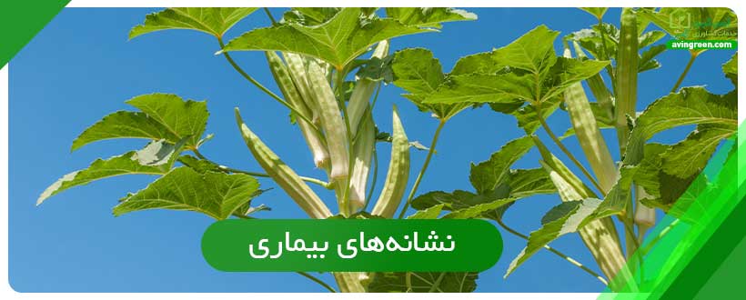 نشانه‌های بیماری سوختگی شکوفه بامیه