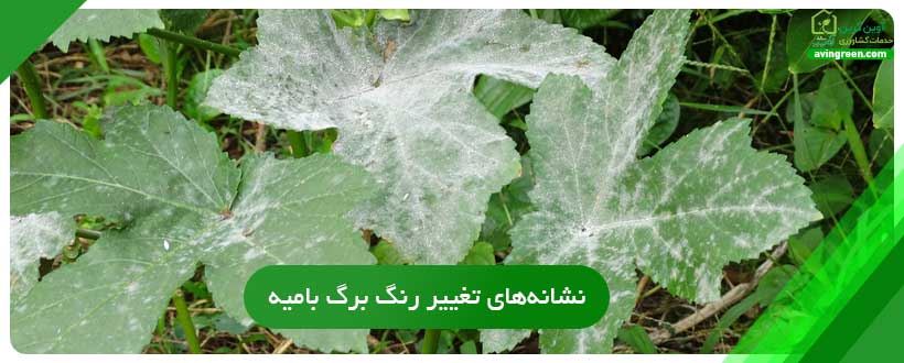 نشانه‌های تغییر رنگ برگ بامیه