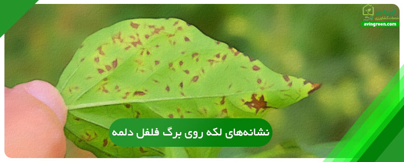 نشانه‌های لکه روی برگ فلفل دلمه