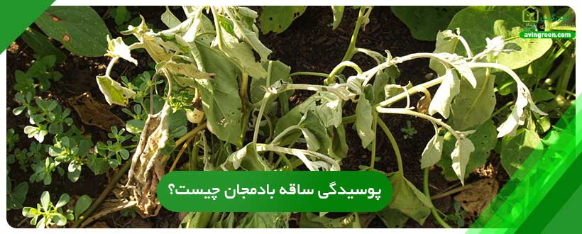 6 دلیل ایجاد پوسیدگی ساقه بادمجان