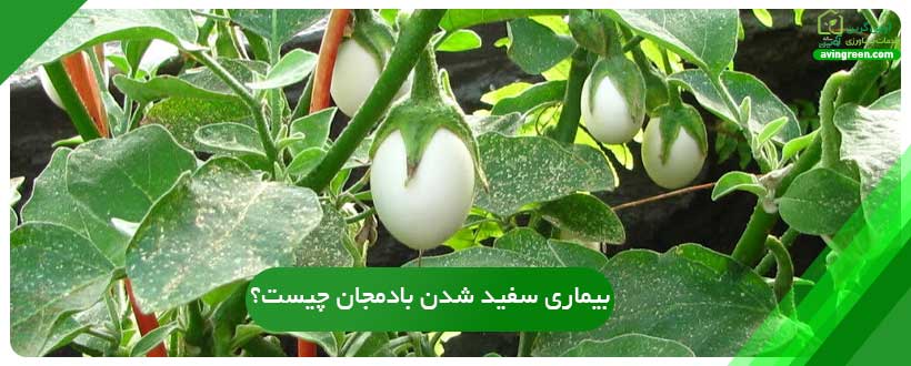 بیماری سفید شدن بادمجان