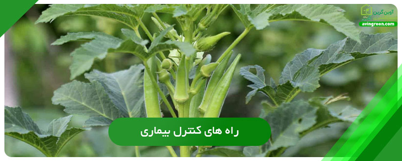 راه‌های کنترل برای سفیدک پودری بامیه