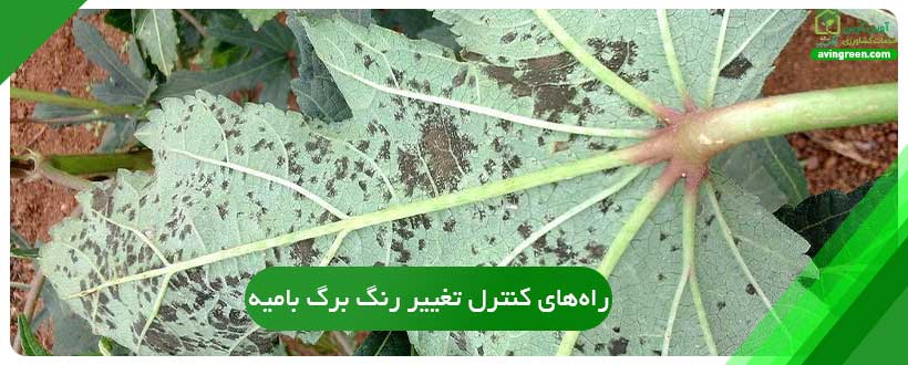 راه‌های کنترل تغییر رنگ برگ بامیه