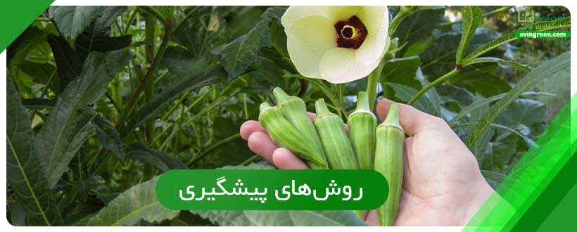 روش‌های پیشگیری برای سوختگی شکوفه در بامیه