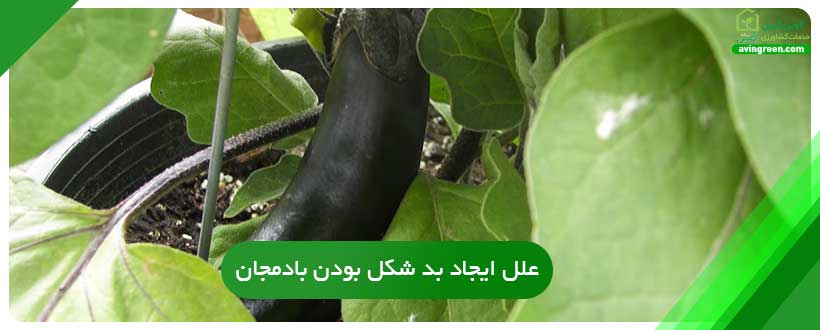 علل ایجاد بد شکل بودن میوه بادمجان