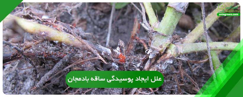علل ایجاد پوسیدگی ساقه بادمجان