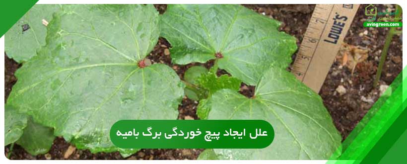علل ایجاد پیچ خوردگی برگ در بامیه
