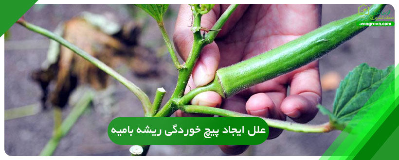 علل ایجاد پیچ خوردگی ریشه بامیه