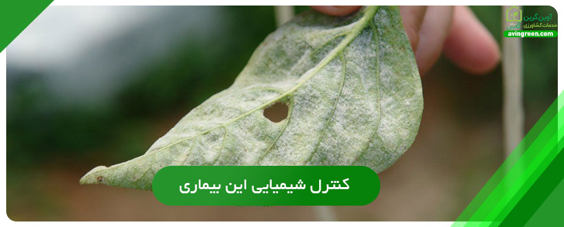 کنترل شیمیایی بیماری لکه روی برگ فلفل دلمه