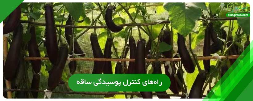 راه‌های کنترل پوسیدگی ساقه بادمجان