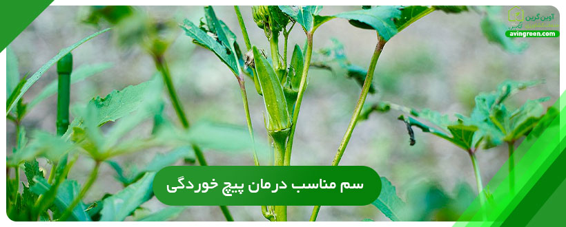 درمان پیچ خوردگی ریشه بامیه