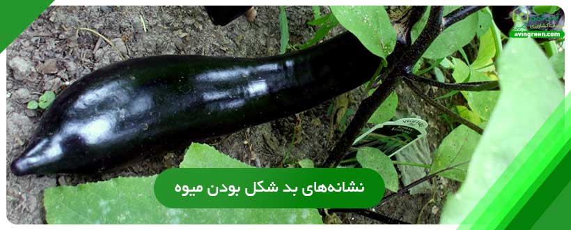 نشانه‌های بد شکل بودن میوه بادمجان