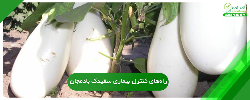 کنترل بیماری سفیدک بادمجان